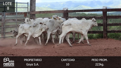 Lote LOTE 8- POR PANTALLA