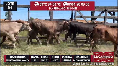 Lote 72 Terneros/Desm. Machos Cbo. 3/2