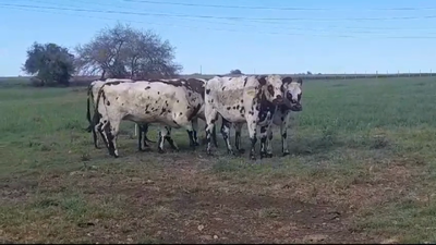 Lote 4 Vaquillonas preñadas NORMANDO en OMBUES DE LAVALLE