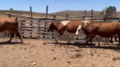 Lote 24 Vaca Gorda en Los Vilos, IV Región Coquimbo