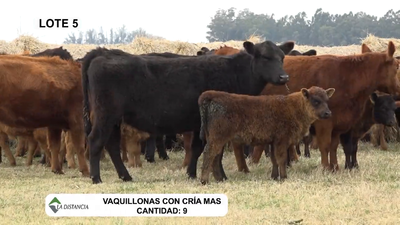 Lote Vaquillonas Mas Paridas