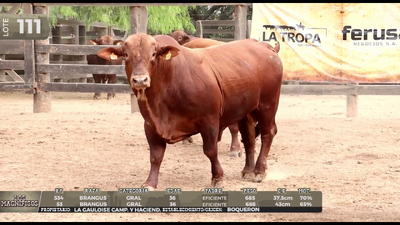 Lote LOTE 111