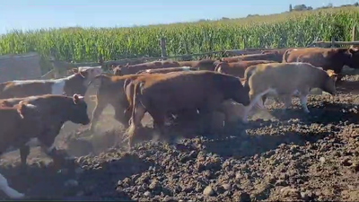 Lote 45 Novillo Gordo en Pelarco, VII Región Maule