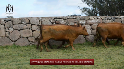 Lote 27 Vientres Seleccionados