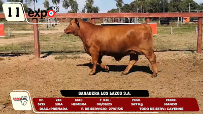Lote LOTE 11