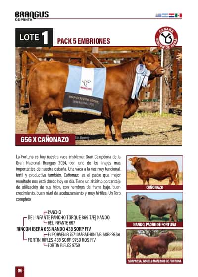 Lote PACK 5 EMBRIONES 656 x CAÑONAZO