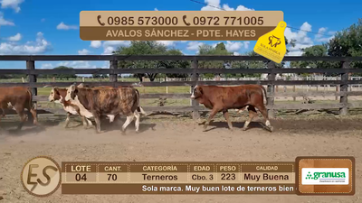 Lote Lote 4