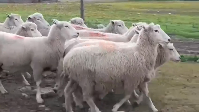 Lote (Vendido)12 Ovejas Highlander 65kg -  en Barker