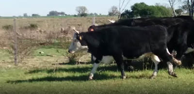 Lote 8 Vacas preñadas en Soriano