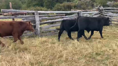 Lote 29 Ternero en Río Ibáñez, XI Región Aysén
