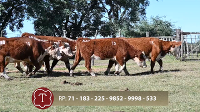  Lote 15 6 Vientres Vacíos