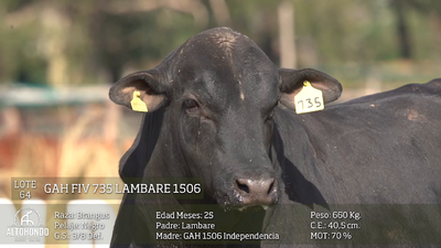 Lote LOTE 64