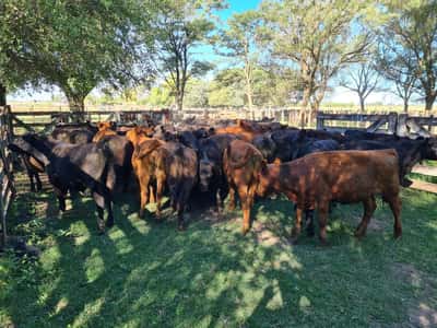 Lote 48 Terneras en Gral. Lamadrid, Buenos Aires