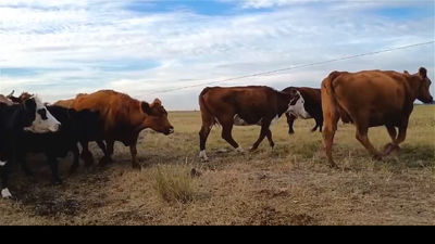 Lote 50 Vacas CUT Preñadas