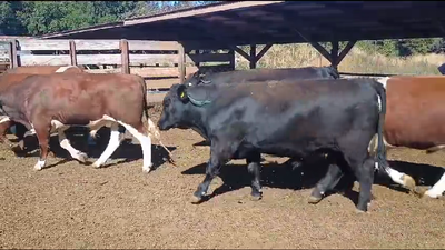 Lote 20 Novillo Gordo en Los Ángeles, VIII Región Biobío