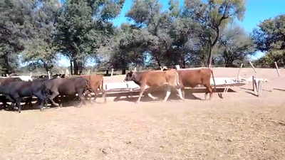 Lote 32 Vacas de invernar en Monte Quemado, Santiago del Estero