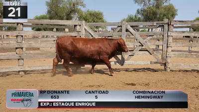 Lote LOTE 21