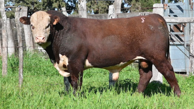 Lote 3 - Carablanca Polled Hereford