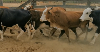 Lote VACAS PREÑADAS HIBRIDAS Y CEBU