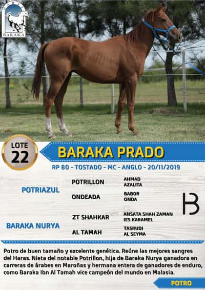 Lote BARAKA PRADO