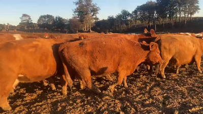 Lote 40 Vaca Gorda en Los Muermos, X Región Los Lagos