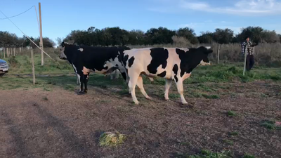 Lote 2 Toros Industria en Pantanoso