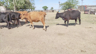 Lote 37 Vacas nuevas C/ gtia de preñez en Cañuelas, Buenos Aires