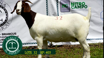Lote RP 405