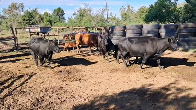Lote PIEZAS DE CRIA