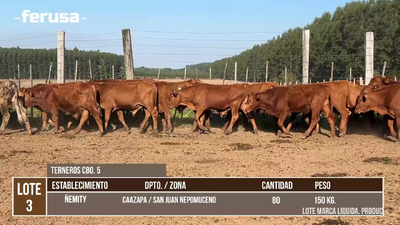 Lote LOTE 3