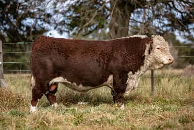 Lote Toro PP
