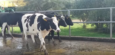 Lote 6 Vaquillonas en Soriano