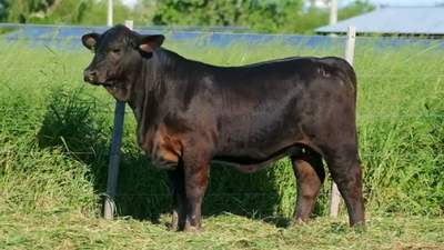 Lote Hembras