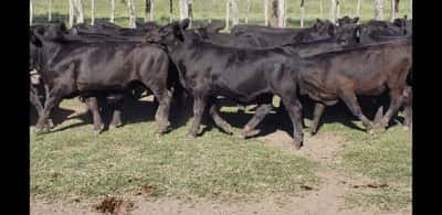 Lote 70 Terneros en Villaguay, Entre Ríos