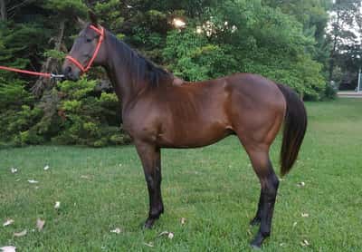 Lote PULPO OLLERO