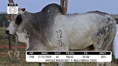 Lote LOTE 20