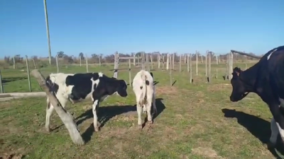 Lote PIEZAS DE CRIA