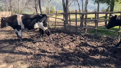 Lote 16 Novillo Gordo en Paine, Región Metropolitana