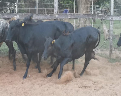 Lote 11 Vaquillas Brangus Negras,  Hoscas Acebusadas y Barcinas 270kg -  en CORONEL OVIEDO