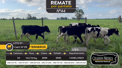 Lote 34 Terneros en Canelones