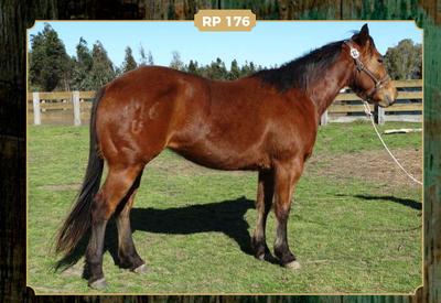 Lote DOÑA ADELA 176