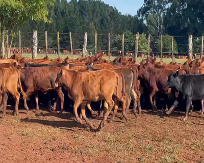 Lote 100 Terneras en Posadas, Misiones