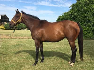 Lote SUB BROAD preñada de Posse