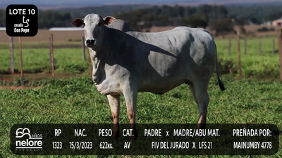Lote LOTE 10