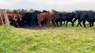 Lote 32 Terneras