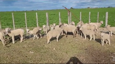 Lote (Vendido)28 Ovejas con cría al pié TEXEL/ CARA MORA en Santa Catalina
