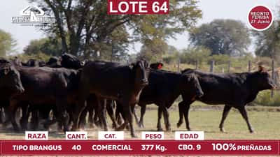 Lote Reproductores de Alborada - Lote 64