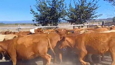 Lote 51 Vaquilla Engorda en Traiguén, IX Región Araucanía