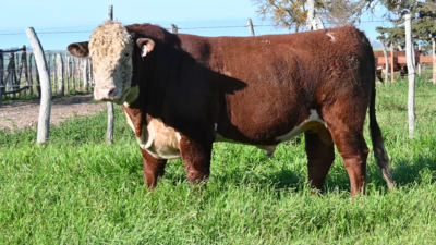 Lote 10 - Carablanca Polled Hereford