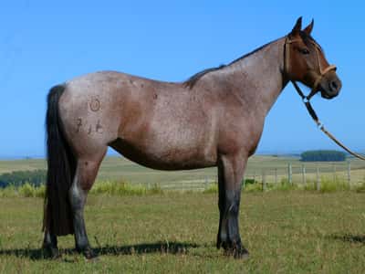 Lote Amelia Salpay